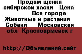 Продам щенка сибирской хаски › Цена ­ 8 000 - Все города Животные и растения » Собаки   . Московская обл.,Красноармейск г.